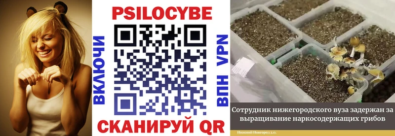 Купить где  Александровск-Сахалинский  Галлюциногенные грибы Psilocybine cubensis 